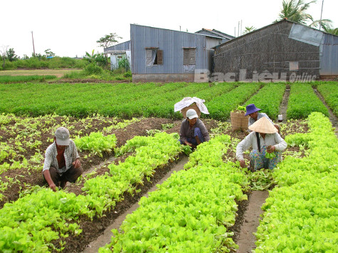 TP. Bạc Liêu: Nâng cao thu nhập từ các mô hình kinh tế hợp tác