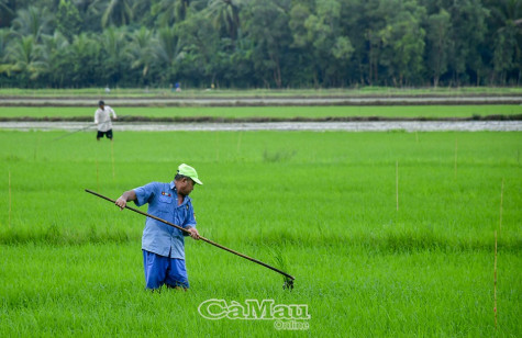 Chăm chút cho vụ lúa đông xuân