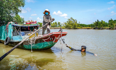 “Phu hàu” dưới đáy sông