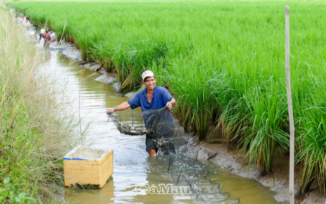 Huyện Thới Bình: Tái cơ cấu nông nghiệp từ thế mạnh lúa - tôm