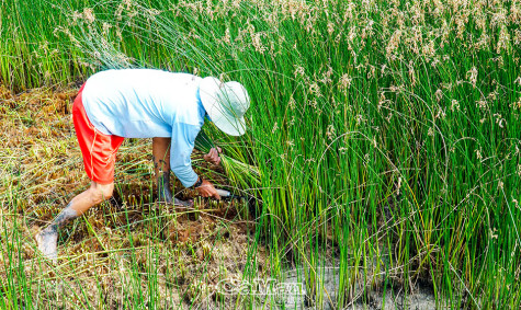 Cỏ năn tượng “lên đời”