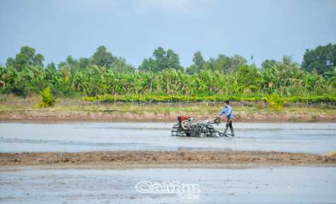 Giống tốt - cho mùa bội thu