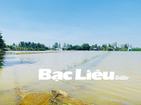 Huyện Vĩnh Lợi: 300ha lúa bị thiệt hại vì ngập úng