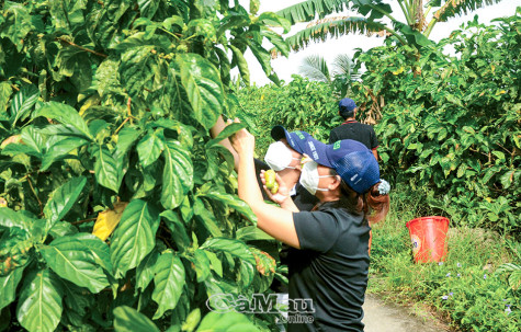 Sản phẩm trái nhàu hướng đến đạt chuẩn OCOP