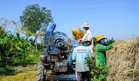 Lúa hữu cơ hướng phát triển bền vững