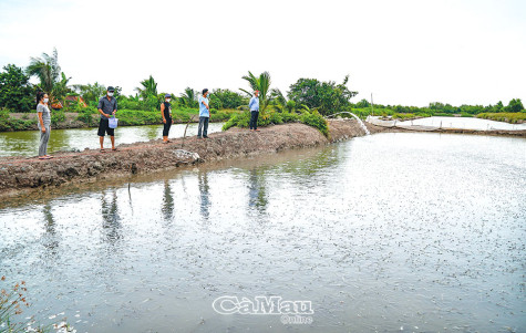 Mùa thu hoạch cá kèo