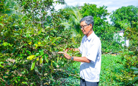 Nhà vườn căng mắt "canh" mai