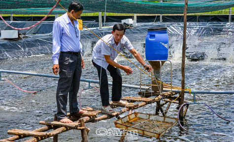 Ngành tôm Cà Mau - Phát triển chưa tương xứng với tiềm năng - Bài 1: Nhiều thách thức