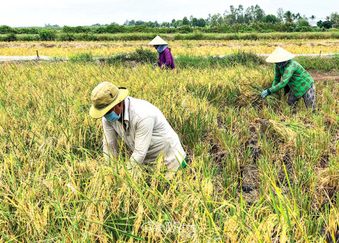 “Quả ngọt” trên đồng đất Thới Bình