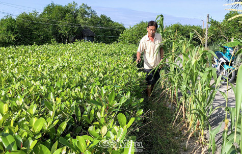 Kè xanh chắn sóng