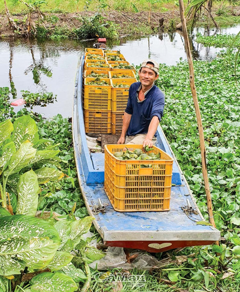 Xuân sớm trên đồng