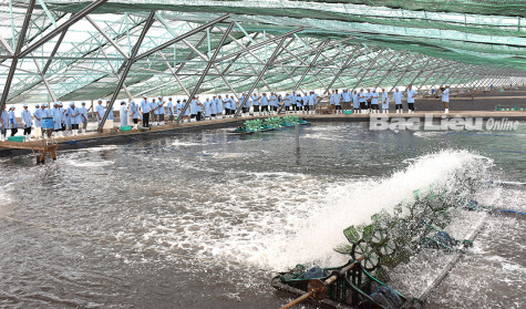 Nông nghiệp Bạc Liêu: 25 năm bứt phá