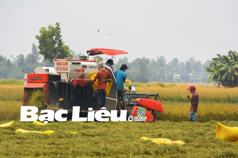 Nông dân huyện Vĩnh Lợi thu hoạch lúa thu đông