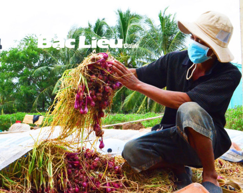 Tìm đầu ra cho nông sản: Nỗi lo thường trực của nông dân
