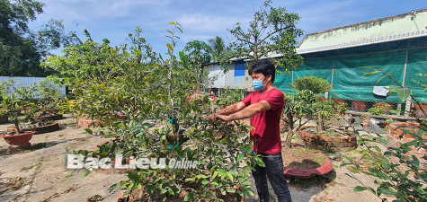 Mai trổ bông sớm, chủ vườn lo “mất Tết”