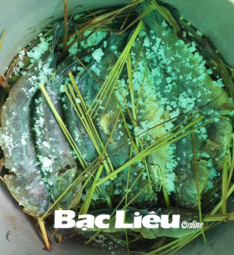 Đậm đà cá lóc rang muối sả