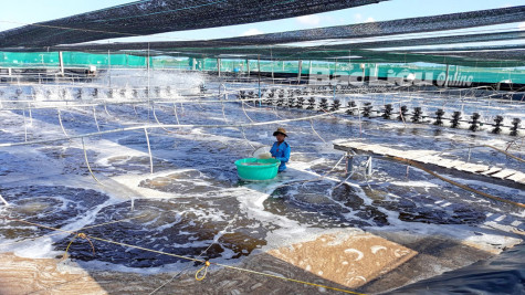 Mô hình nuôi tôm thẻ siêu thâm canh cho hiệu quả kinh tế cao