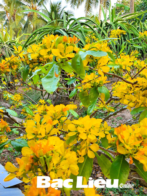 Vườn nhà đón tết