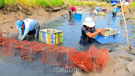 Trúng vụ tôm càng xanh