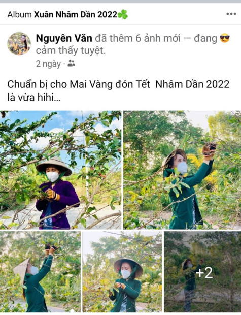 “Phong trào” lặt lá mai đón tết