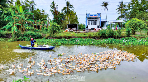 Vịt chạy đồng