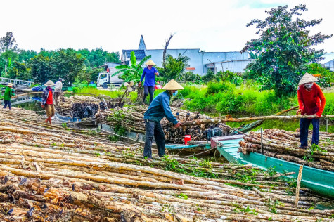 Trái ngọt hương tràm