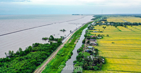 Sức sống đê biển tây