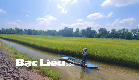 Phát triển mô hình lúa thơm - tôm sạch: Cần giải pháp căn cơ cho toàn vùng