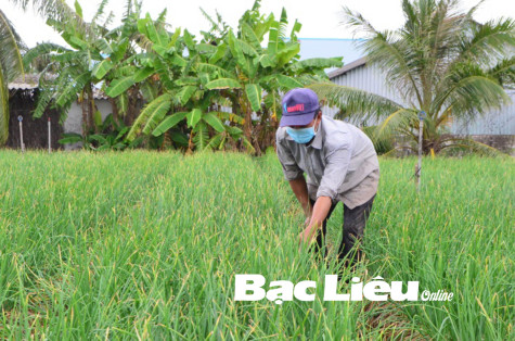 Ông Diệp Rươl: Nông dân Khmer làm kinh tế giỏi