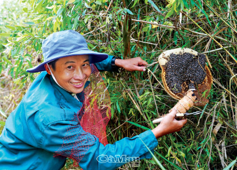 “Vua” mật ong ruồi U Minh