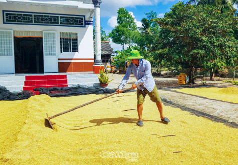 Giữ lúa cho cuộc sống vững bền