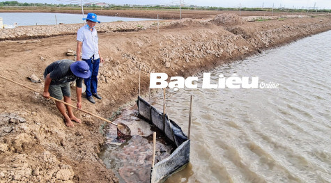 Nông dân nuôi Artemia lợi nhuận khoảng 50 triệu đồng/ha/vụ