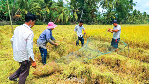 Giậm cù bắt chuột