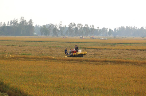 “Khổ sở” với điều kiện chuyển nhượng đất trồng lúa