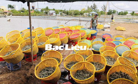 Huy động và sử dụng các nguồn lực​ cho phát triển nuôi trồng thủy sản