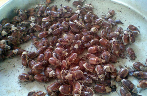 MÓN NGON BÙ RẦY CỦA NGOẠI