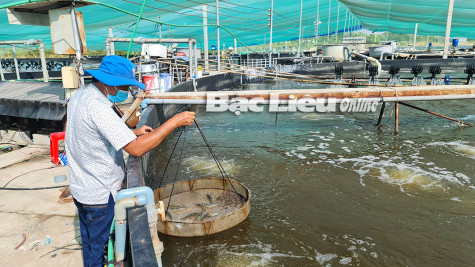 Liên kết sản xuất: Tăng lợi nhuận cho nông dân