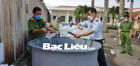 Tăng cường quản lý tôm giống