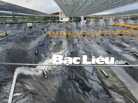 Nông dân chuẩn bị sẵn sàng vụ nuôi tôm mới