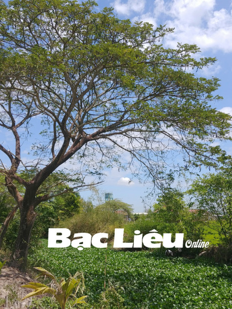 Lục bình sông quê