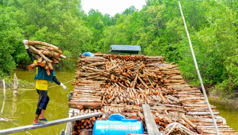 Gỡ khó để phát triển kinh tế rừng bền vững