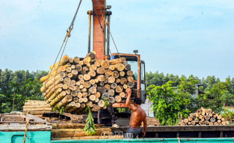 Gỡ khó để phát triển kinh tế rừng bền vững.Bài 2- Thiếu chặt chẽ trong khâu phối hợp