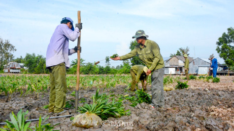 Gỡ khó để phát triển kinh tế rừng bền vững: Bài 3-Loay hoay tìm giải pháp