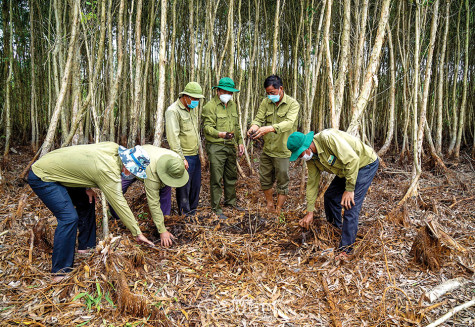 Quyết tâm giữ an toàn rừng U Minh Hạ