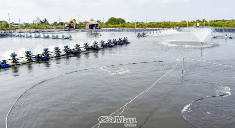 Giá xăng dầu tăng, người nuôi tôm siêu thâm canh gặp khó