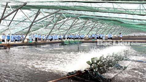 Khu nông nghiệp ứng dụng công nghệ cao phát triển tôm Bạc Liêu: Tháo gỡ khó khăn, đẩy nhanh tiến độ xây dựng