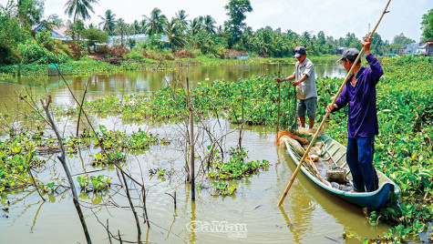 Dỡ chà bắt cá