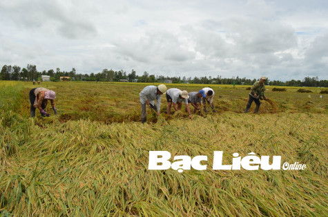 Lúa đông xuân nhiều nơi bị sập do mưa và lốc xoáy