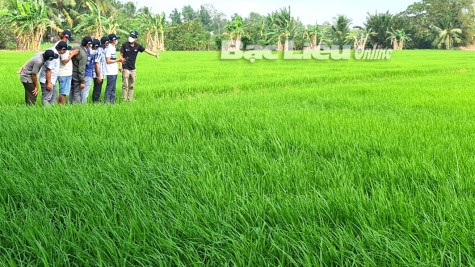 Huyện Vĩnh Lợi: Đẩy mạnh tái cơ cấu sản xuất nông nghiệp