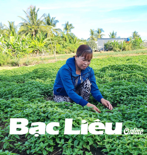 Chị Lâm Thị Hạnh: Ổn định cuộc sống nhờ cần cù lao động